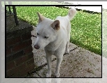 bia�y, Jindo