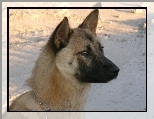 g�owa, Jindo